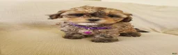 Shihpoo dogs for sale: PIXIE - Ad 6