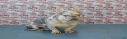 French Bulldog dogs for sale: Luna - Ad 13