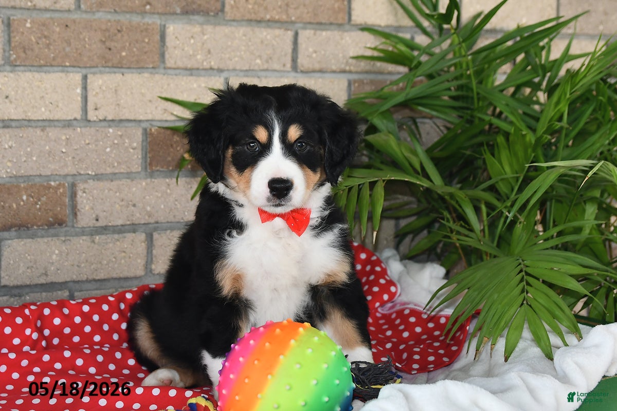 Australian Shepherd dogs Cooper - Ad 1