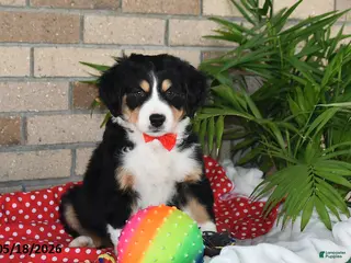 Australian Shepherd dogs for sale: Cooper - Ad 3
