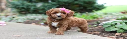 Cavapoo dogs for sale: Autumn - Ad 12