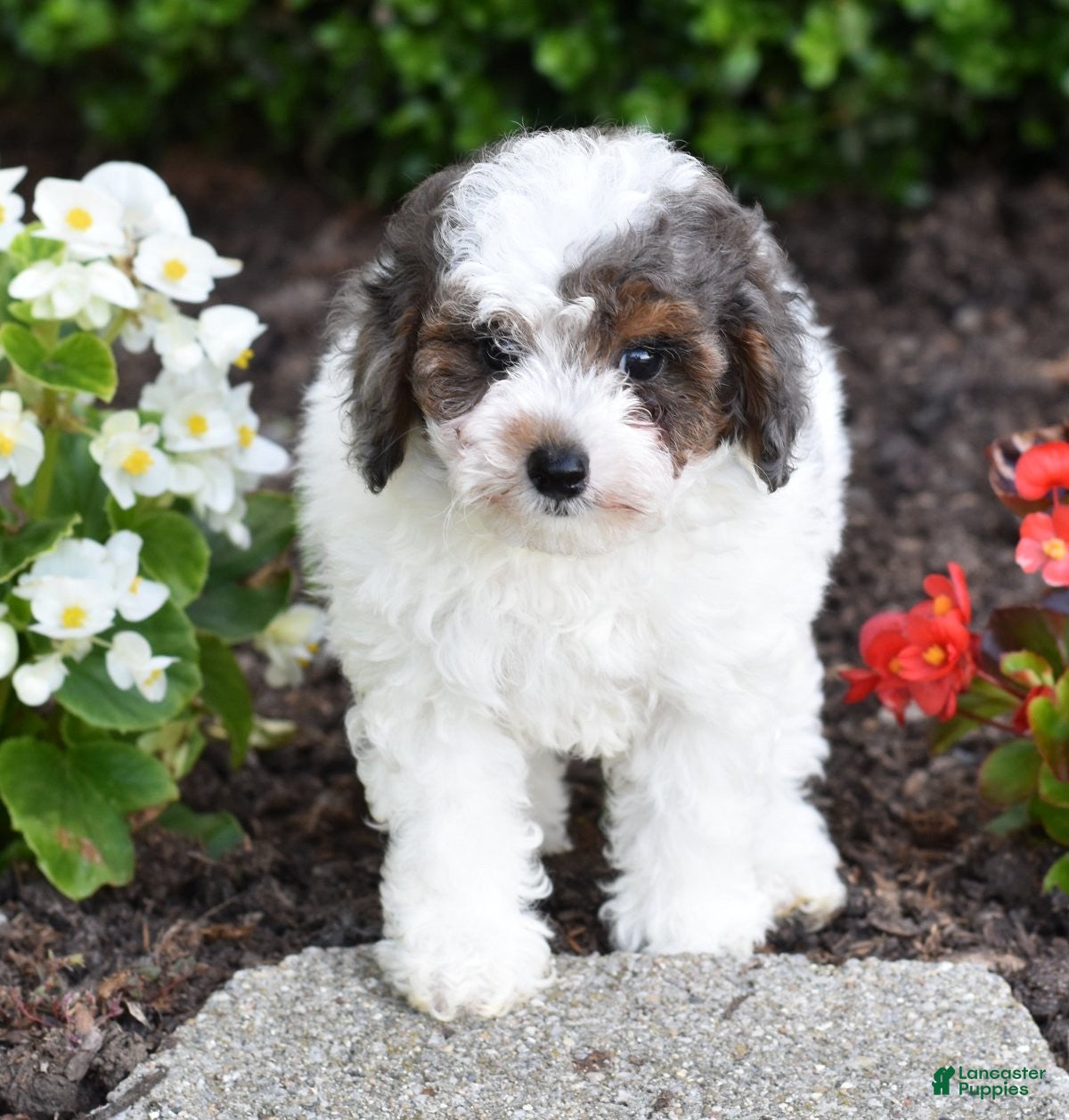 Miniature Poodle dogs for sale: Denver - Ad 6