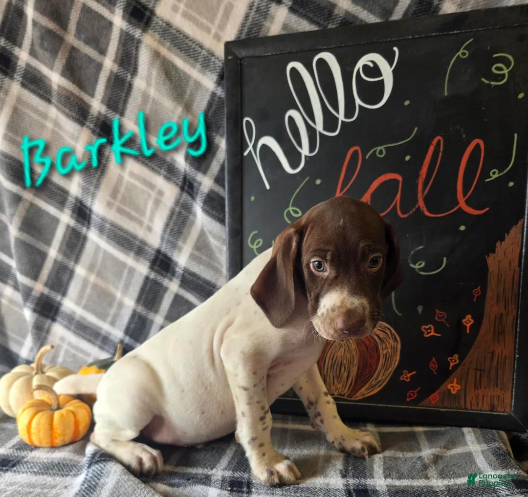 German Shorthaired Pointer dogs for sale: BARKLEY - Ad 1