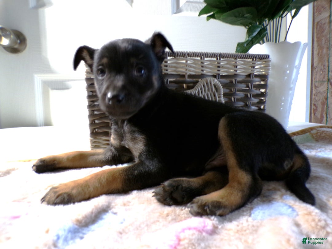 Chihuahua dogs for sale: Chihuahua Puppy 1 Toby - Ad 2
