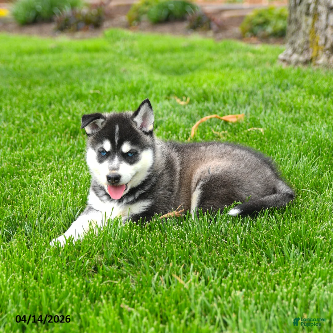 Gerberian Shepsky dogs for sale: Ranger - Ad 2