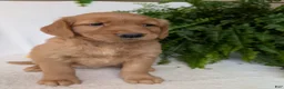 Golden Retriever dogs for sale: Liberty  - Ad 7