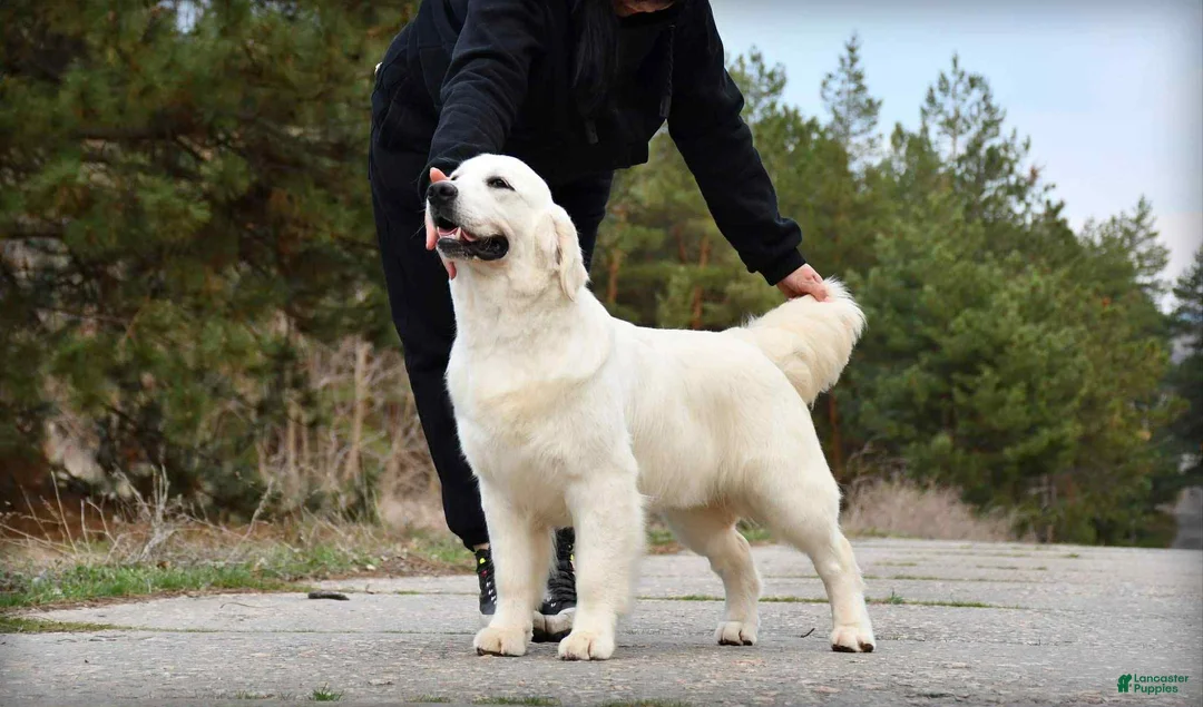 Golden Retriever dogs for sale: Golden Retriever Puppy 2 - Ad 2