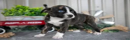 Mixed Breed dogs for sale: Sophia - Ad 2