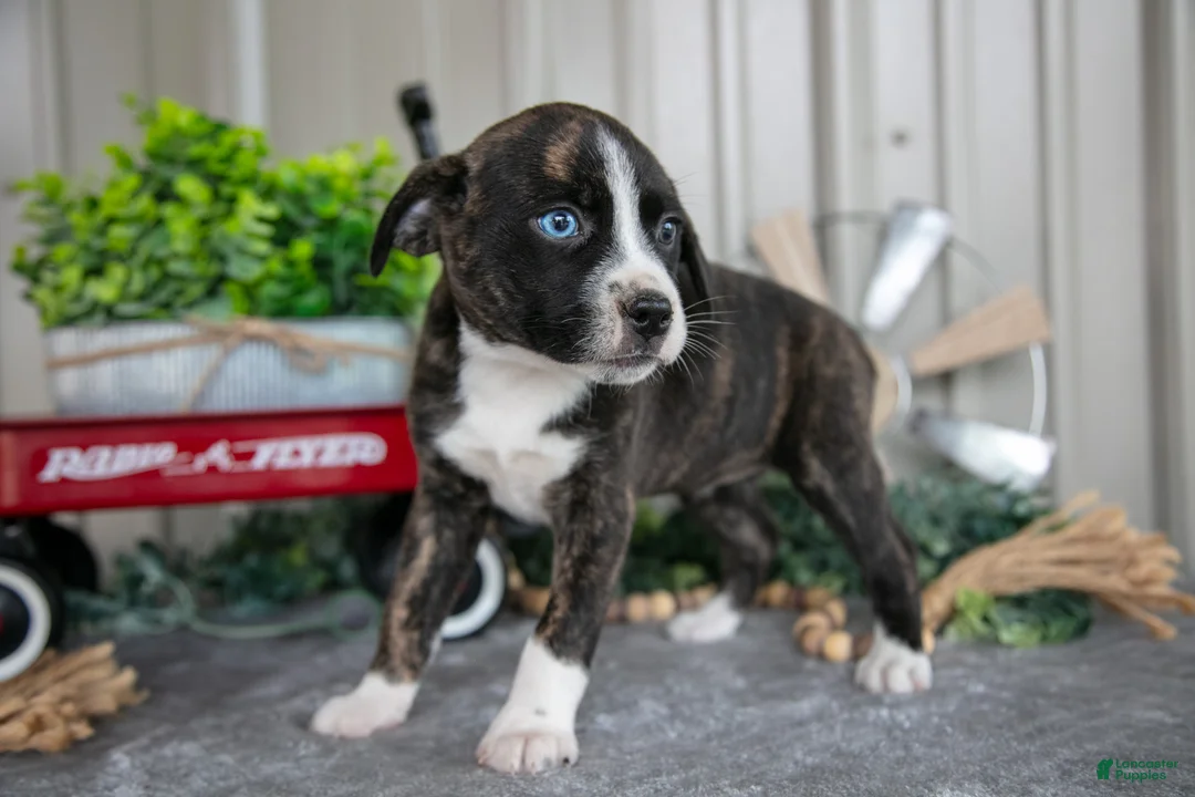 Mixed Breed dogs for sale: Sophia - Ad 2