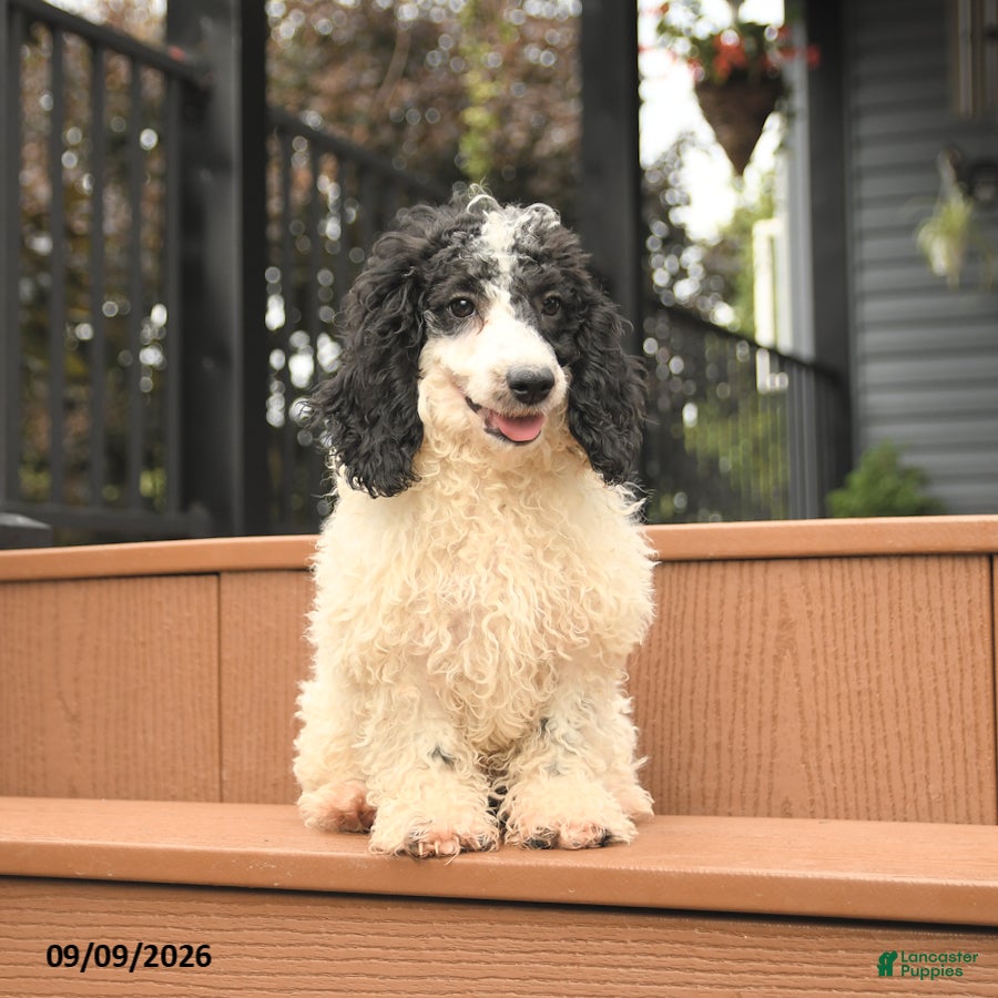 Miniature Poodle dogs Chip - Ad 1
