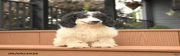Miniature Poodle dogs for sale: Chip - Ad 2