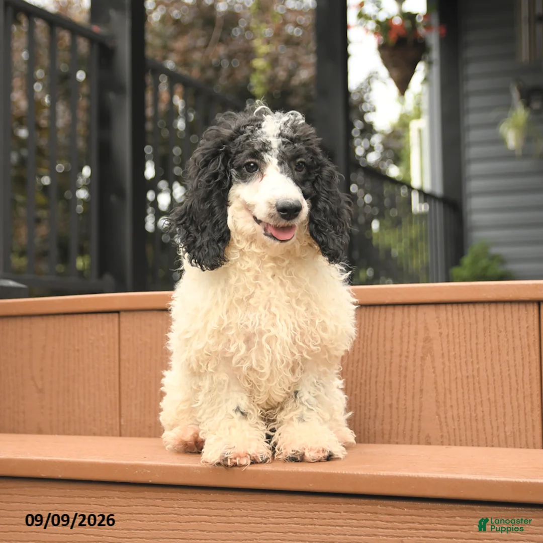 Miniature Poodle dogs for sale: Chip - Ad 2