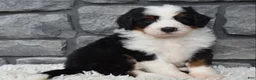 Mini Bernedoodle dogs for sale: Cuddles  - Ad 8