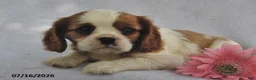 Cavalier King Charles Spaniel dogs for sale: Tina  - Ad 3