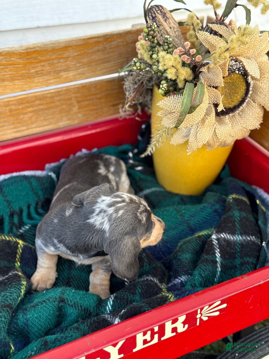 Miniature Dachshund dogs for sale: Coco - Ad 12