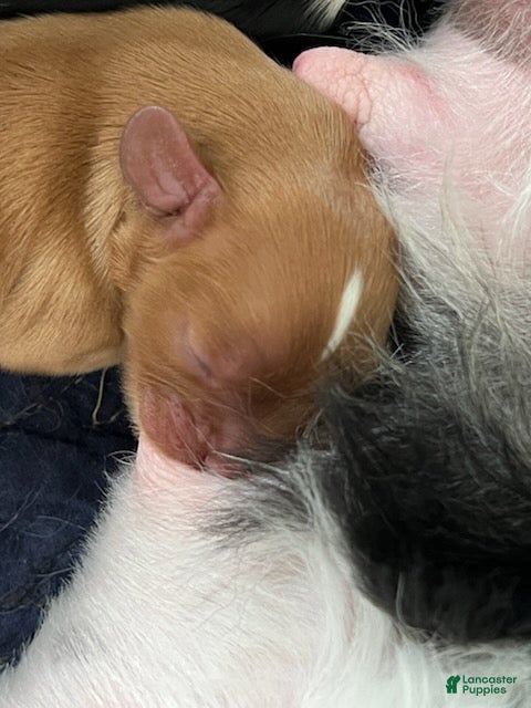 Cavalier King Charles Spaniel dogs Milo - Ad 2