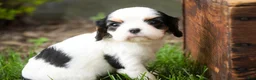 Cavalier King Charles Spaniel dogs for sale: Dottie - Ad 2