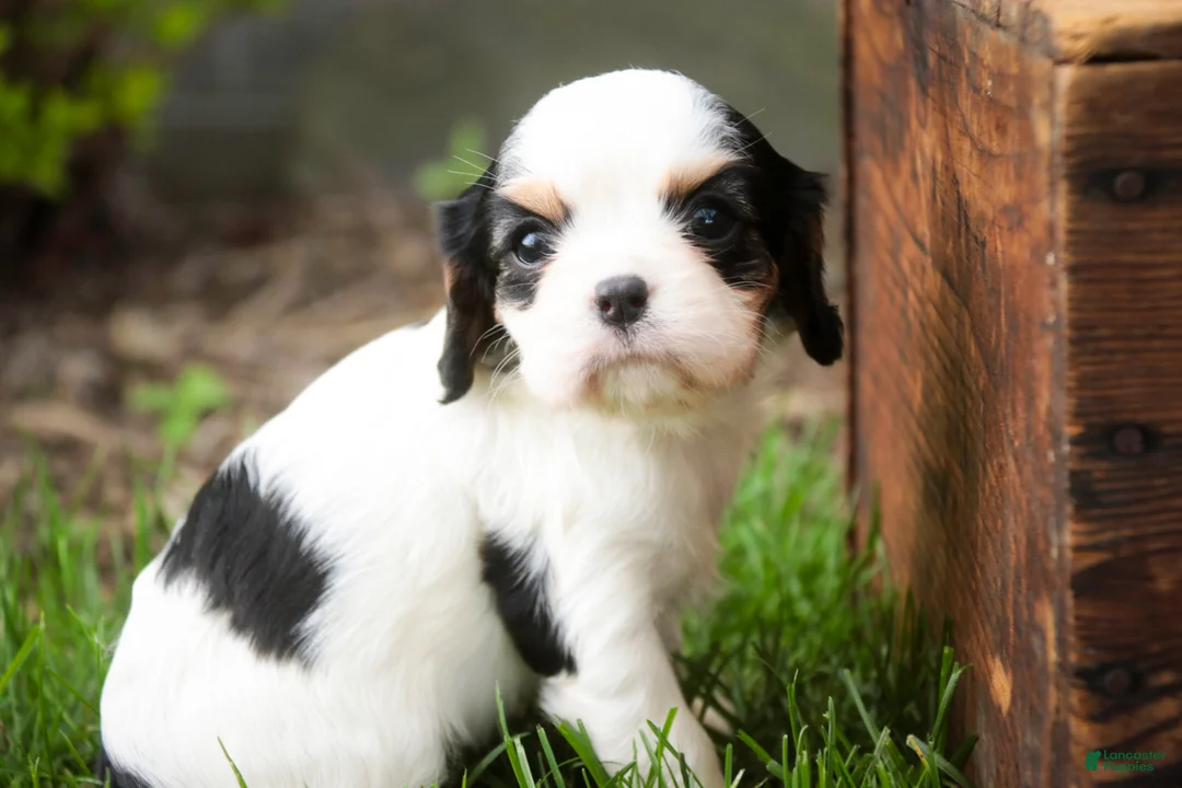 Cavalier King Charles Spaniel dogs for sale: Dottie - Ad 2