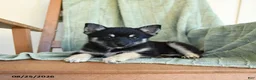 Pomsky dogs for sale: Bubbles - Ad 4