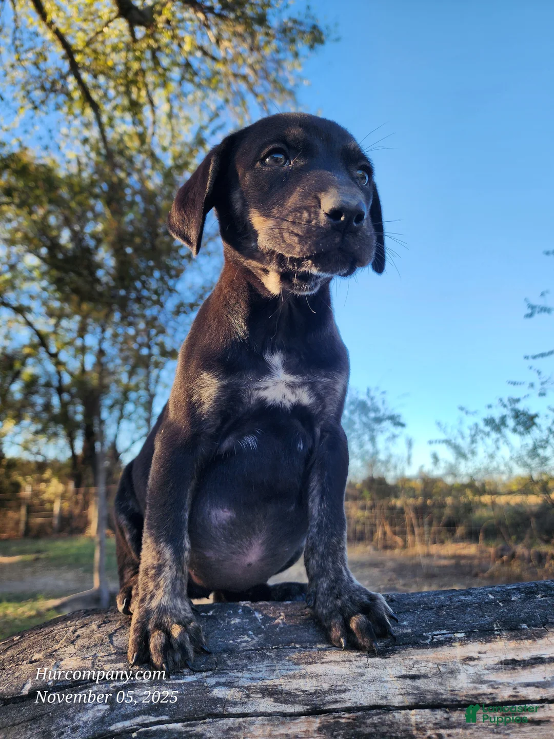 Catahoula Leopard Dog dogs for sale: Tracy II 2025 Female 5 - Ad 4