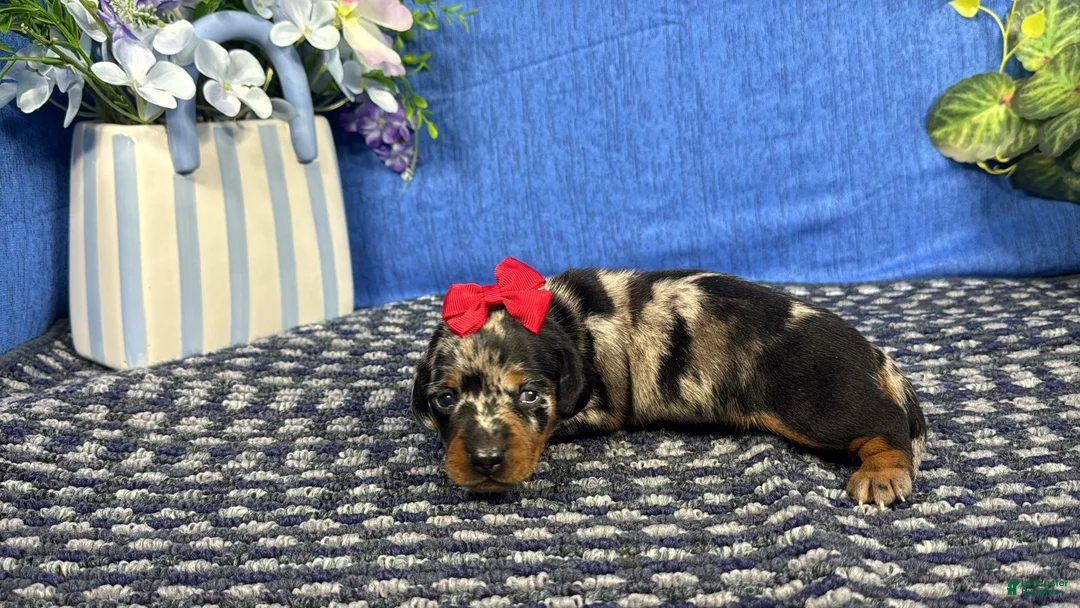 Miniature Dachshund dogs for sale: Miniature Dachshund 5 - Ad 2