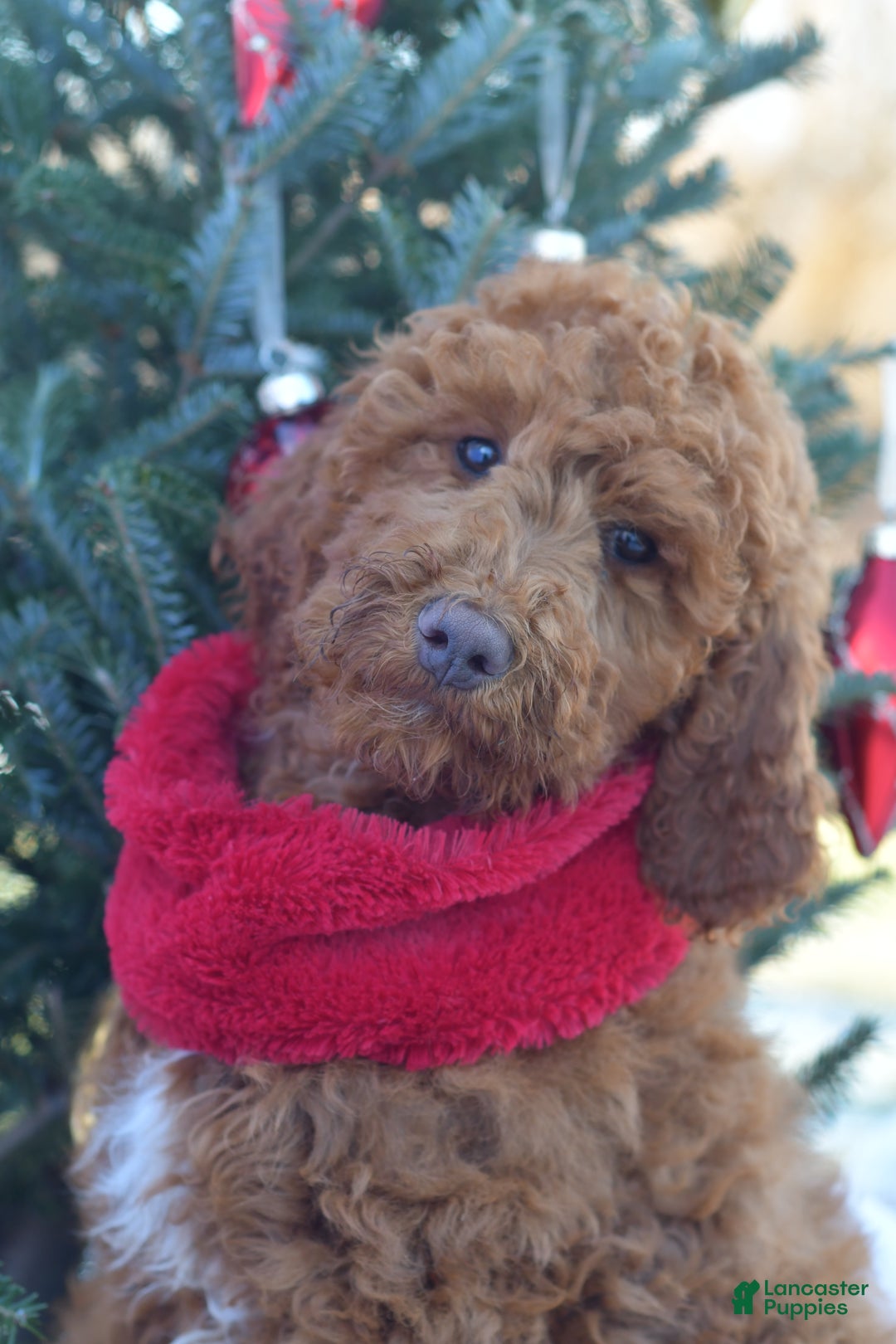 Standard Poodle dogs for sale: Clifford  - Ad 30