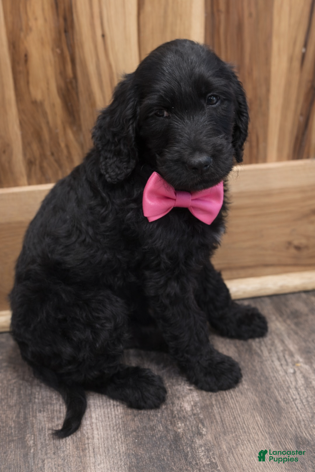 Labradoodle dogs Labradoodle Puppy 7 - Ad 35