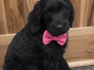 Labradoodle dogs Labradoodle Puppy 7 - Ad 35