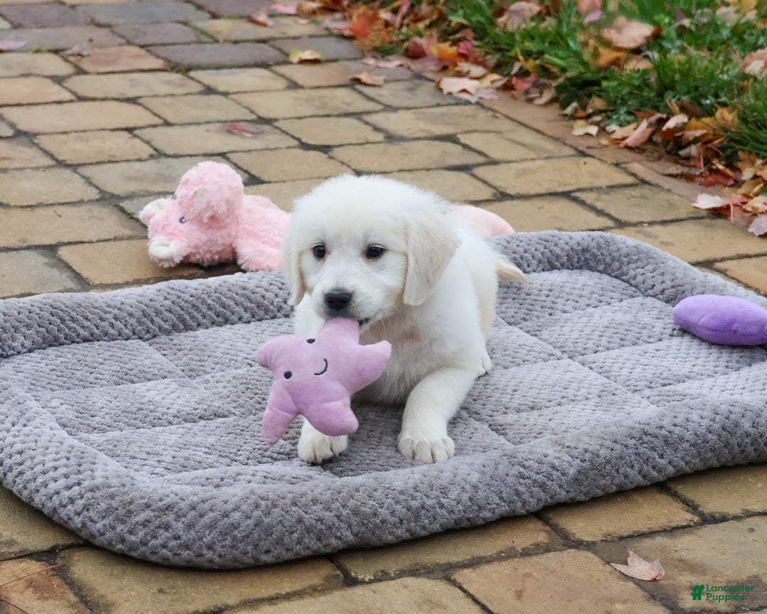 Golden Retriever dogs for sale: Viola - Ad 2