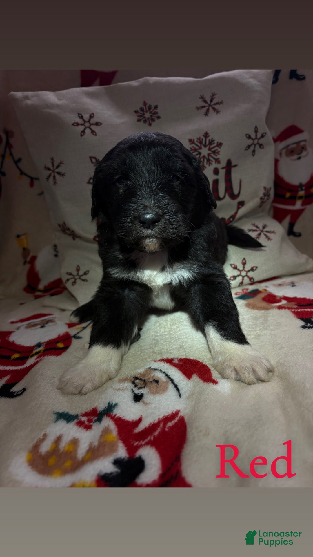 Sheepadoodle dogs for sale: Eleanore - Ad 1