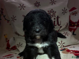 Sheepadoodle dogs Eleanore - Ad 37