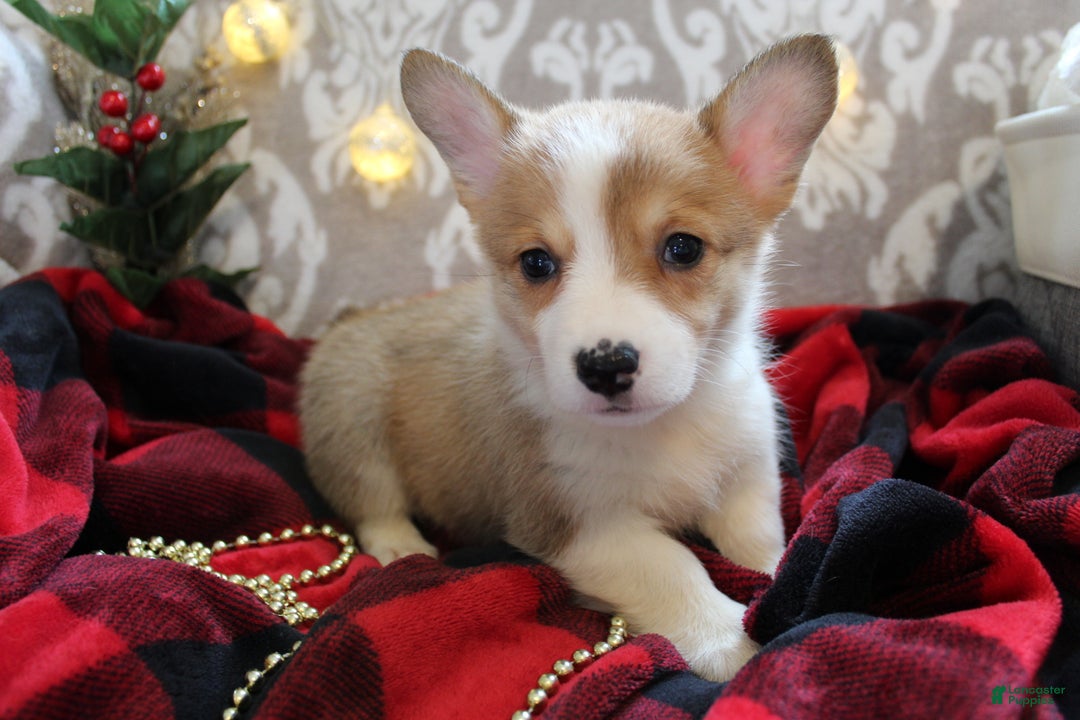 Welsh Corgi Pembroke dogs for sale: Snowflake  - Ad 8