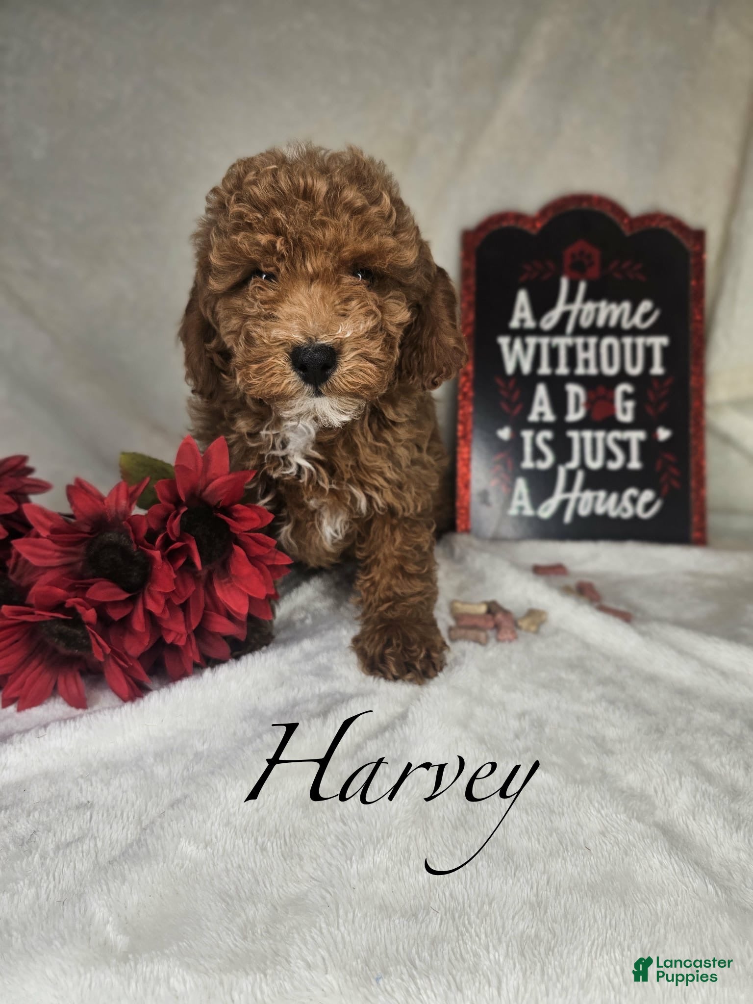 Miniature Poodle dogs Harvey - Ad 15