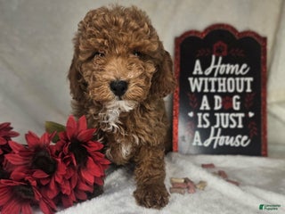 Miniature Poodle dogs Harvey - Ad 17