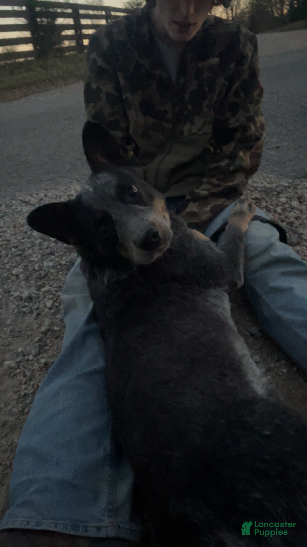 Australian Cattle Dog dogs Australian Cattle Dog Puppy 1 - Ad 6