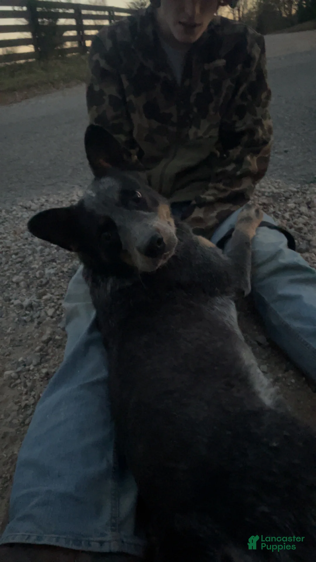 Australian Cattle Dog dogs for sale: Australian Cattle Dog Puppy 1 - Ad 1