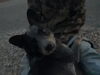 Australian Cattle Dog dogs Australian Cattle Dog Puppy 1 - Ad 6