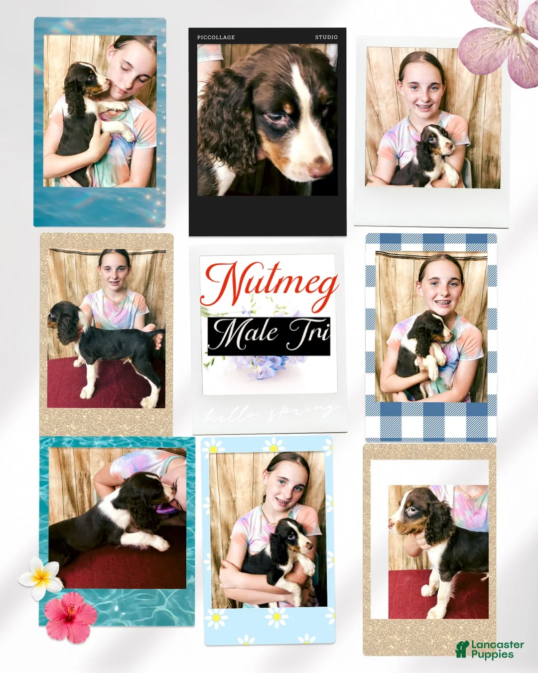 English Springer Spaniel dogs for sale: Nutmeg - Ad 1