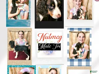 English Springer Spaniel dogs Nutmeg - Ad 26