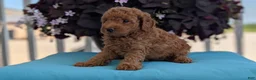 Toy Poodle dogs for sale: Toby - Ad 10
