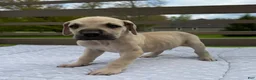 Great Dane dogs for sale: Orzo (Orange) - Ad 4