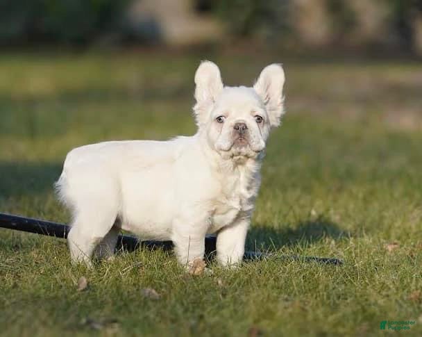French Bulldog dogs Marilyn - Ad 11