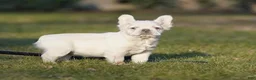French Bulldog dogs for sale: Marilyn - Ad 1