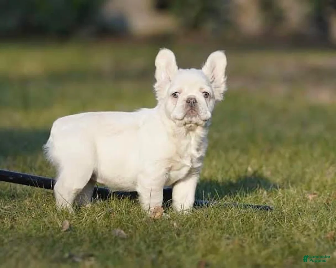 French Bulldog dogs for sale: Marilyn - Ad 1