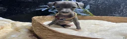 Italian Greyhound dogs for sale: Italian Greyhound 1 - Ad 7