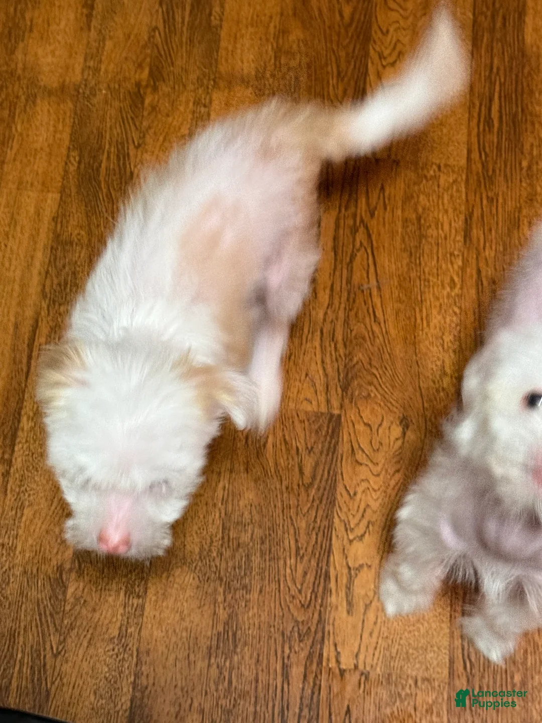 Chinese Crested dogs for sale: Chinese Crested Puppy 2 - Ad 3