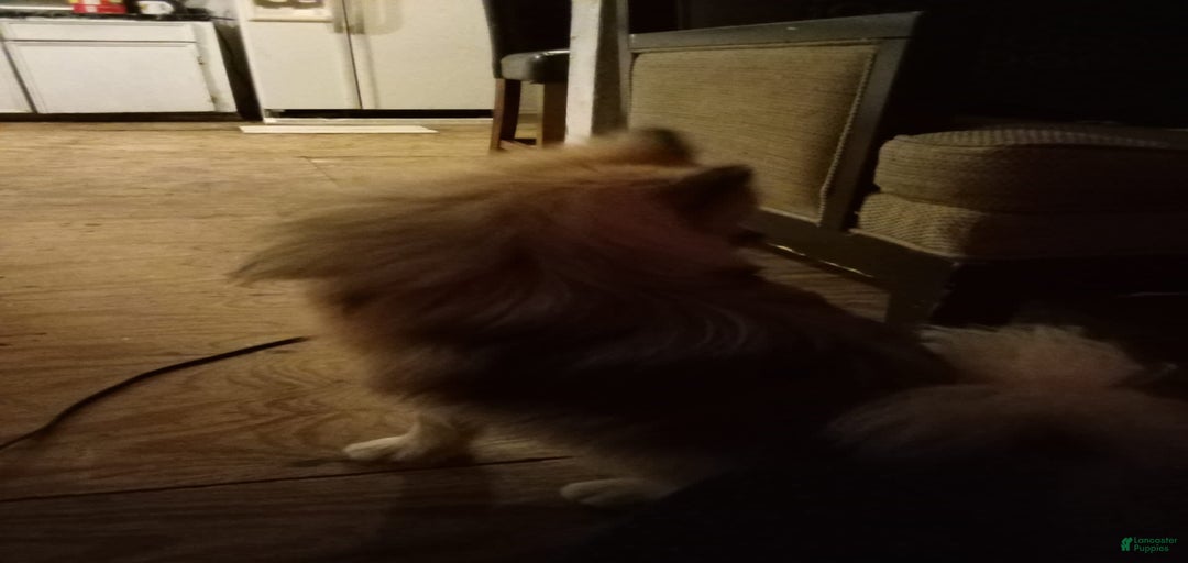 Gallery Image {{count}}