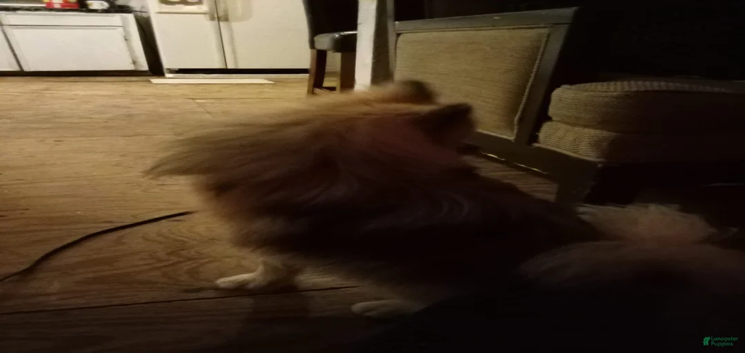 Gallery Image {{count}}