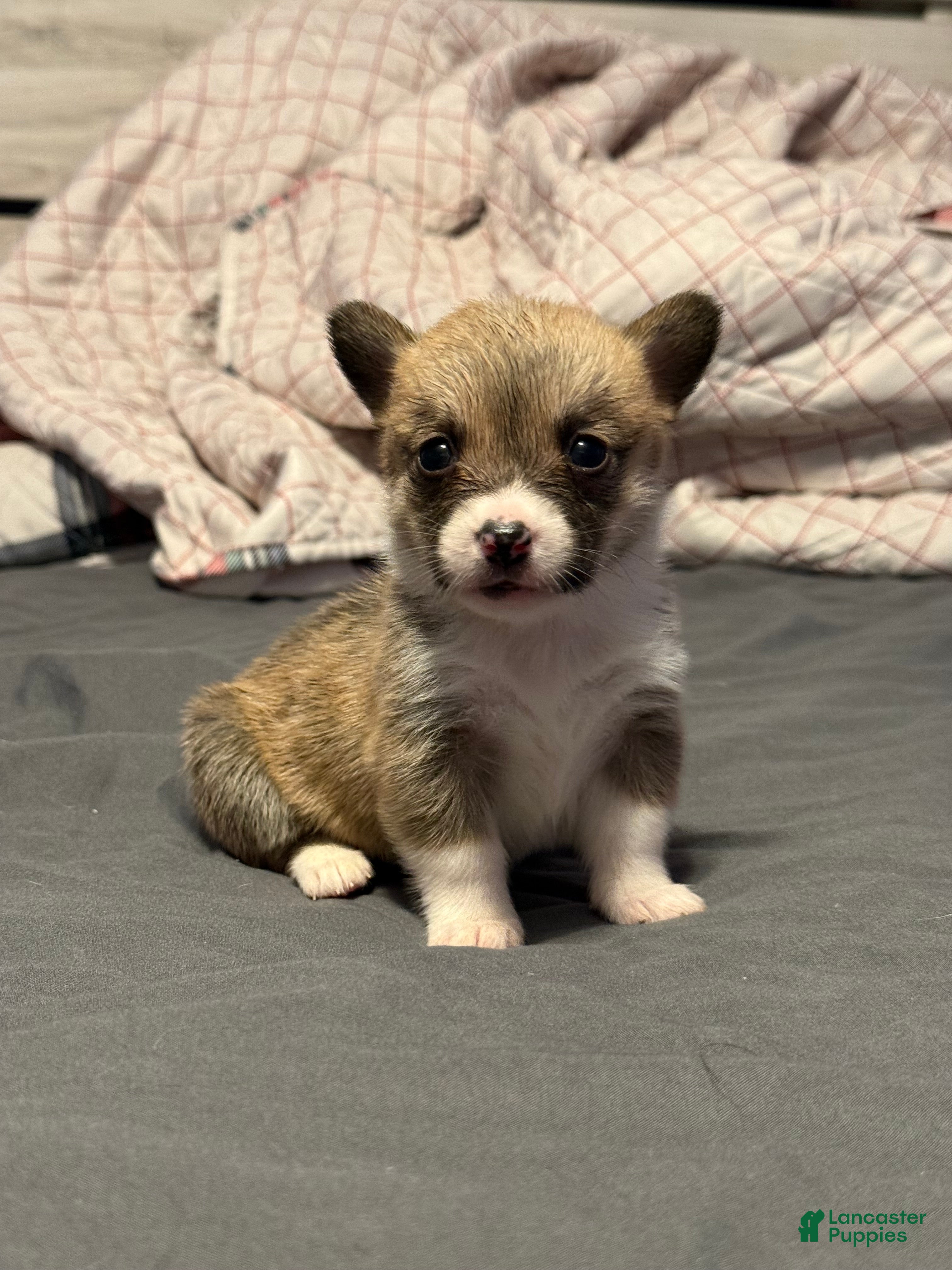 Welsh Corgi Pembroke dogs Welsh Corgi Pembroke Puppy 7 - Ad 1