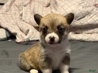 Welsh Corgi Pembroke dogs Welsh Corgi Pembroke Puppy 7 - Ad 1